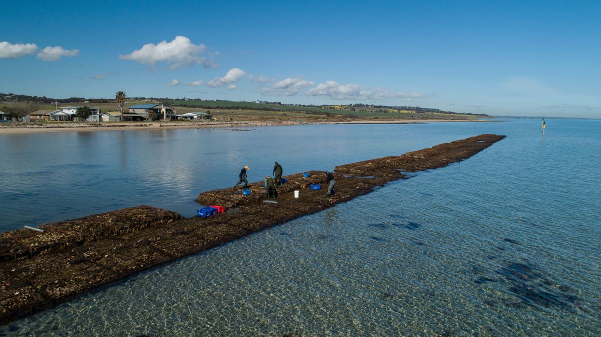 aerial image of artificial reef